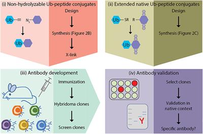 Strategy for Development of Site-Specific Ubiquitin Antibodies